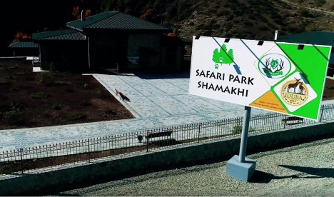 “Şamaxıdakı “Safari Park”a zubr gətiriləcək” - MÜSAHİBƏ - FOTO
