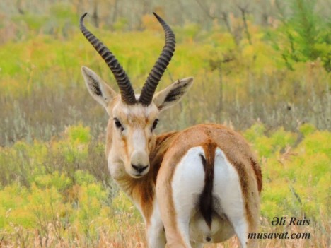 Avropanın ən böyük ceyran məskəni – REPORTAJ