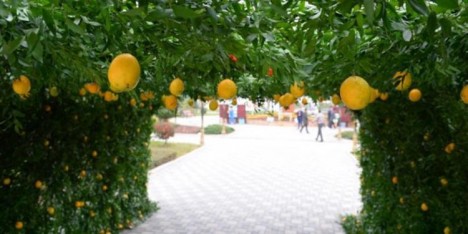 Şənbə günü Lənkərana getmək üçün səbəb - FOTOLAR