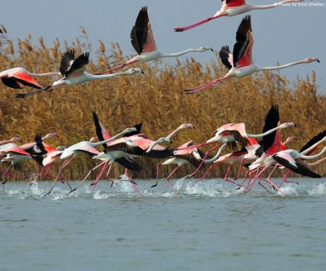 Azərbaycanda neçə Milli Park var? - SİYAHI, YERLƏR