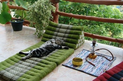 İraqda pişiklər üçün mehmanxana açılıb