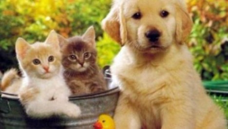 Azərbaycanda heyvanlar üçün hotel açıldı - QİYMƏTLƏR