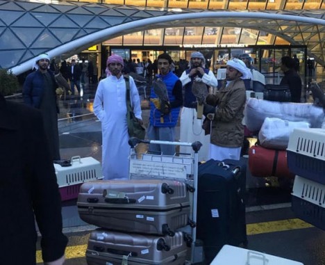 Ərəblər Bakıda – Onlarla çamadan və ov quşları