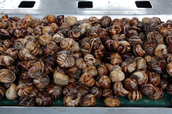 Azərbaycan ilbiz ixracına başlayıb - YENİLİK