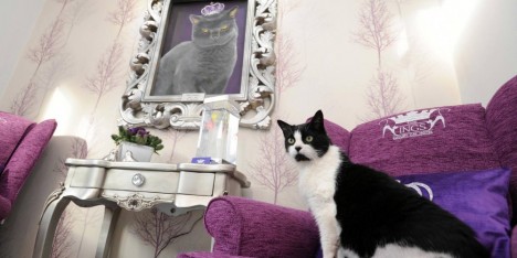 Pişiklər üçün 5-ulduzlu otel açılıb