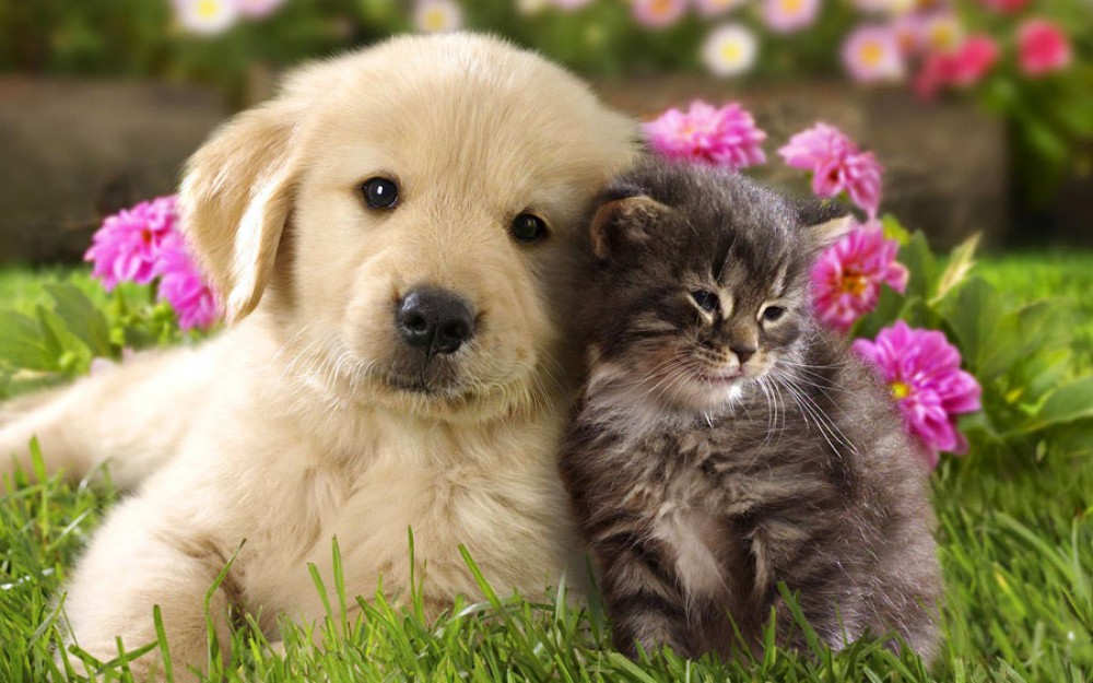 İnsanlara şəfa verən 5 heyvan - SİYAHI