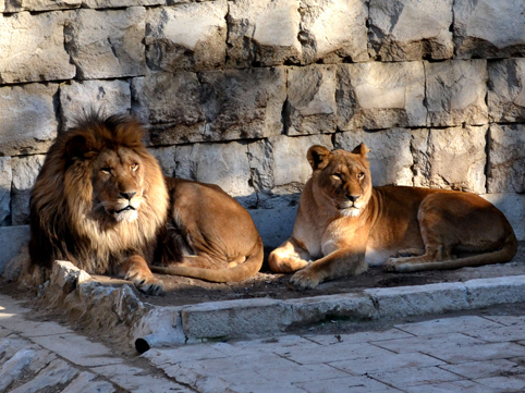 Bakı Zooparkına gələnlər artıb - QİYMƏT
