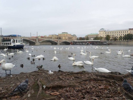 İki hissəyə bölünən "east" və "west" Praqa