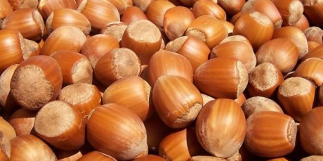 Zaqatalada Fındıq festivalı keçiriləcək