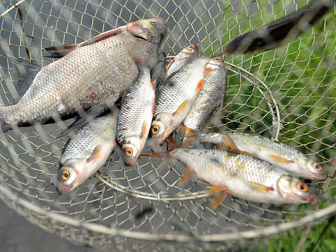 Azərbaycanda balıq ovlamaq üçün - YENİ QAYDALAR