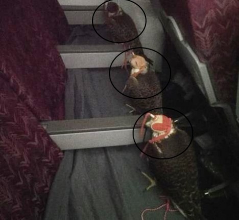 Azərbaycana gələn ərəblər təyyarədə 3 quşa da bilet aldı