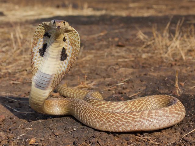 Bir gündə 3 nəfəri ilan sancıb - VİDEO