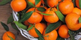 Lənkəranda çay, çəltik və sitrus meyvələri festivalı keçiriləcək