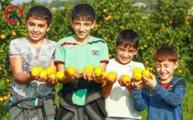 “Sizə qurbandır can, talış balaları!” - Cənub mirvarisindən reportaj