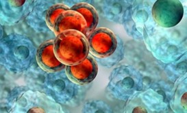 Xərçəngi önləyən vasitələr varmı? - Arıçılıq...