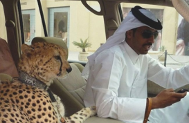 Yalnız Dubayda mümkün 19 möhtəşəm fakt