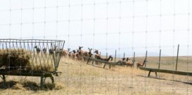 Azərbaycanın "Safari Park"ı turist qəbuluna hazırlaşır