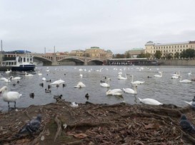 İki hissəyə bölünən "east" və "west" Praqa