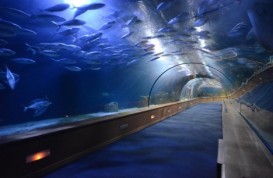 Dünyada 5 ən maraqlı okeanarium